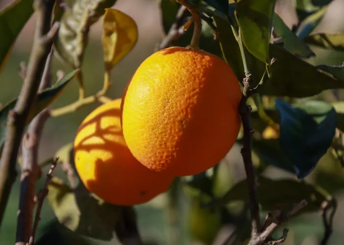 La Bella Vita Agriturismo